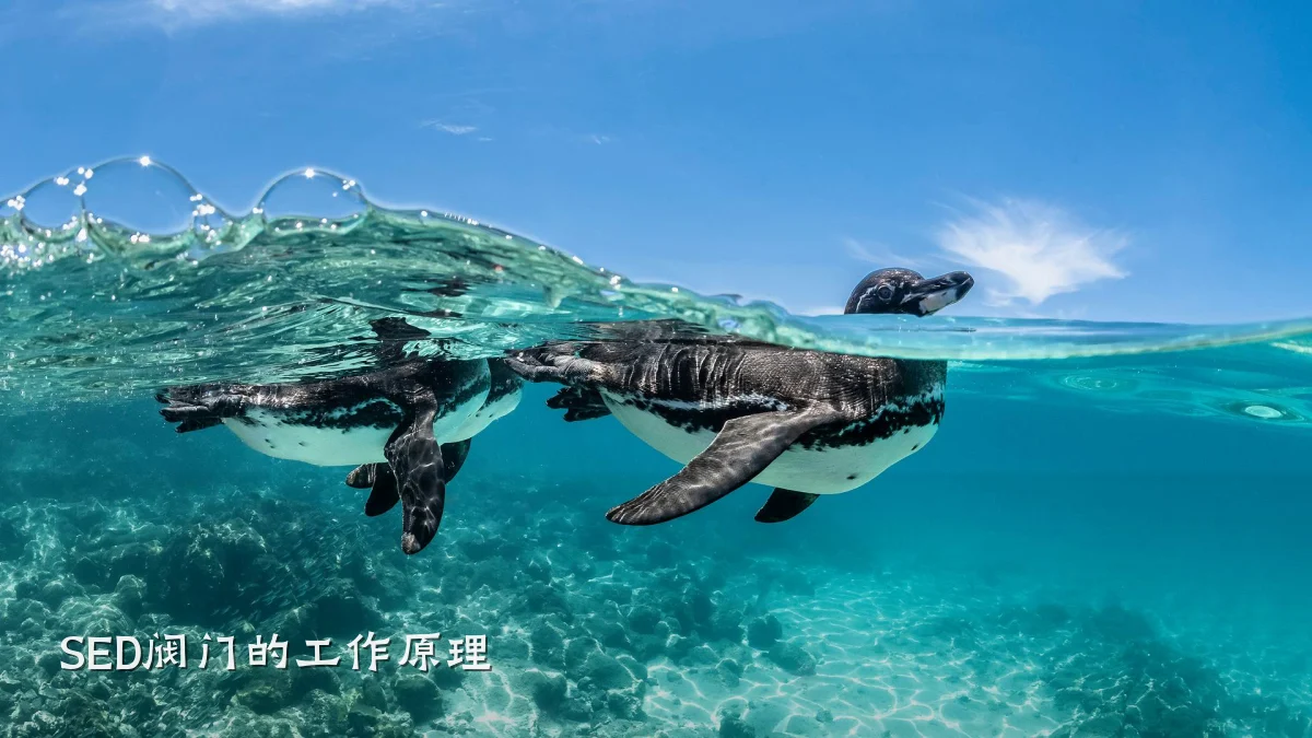SED阀门的工作原理
