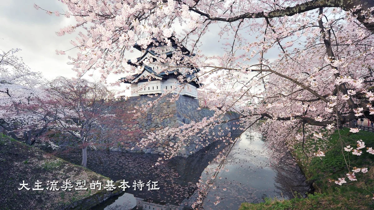 大主流类型的基本特征