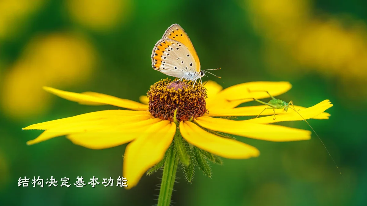结构决定基本功能