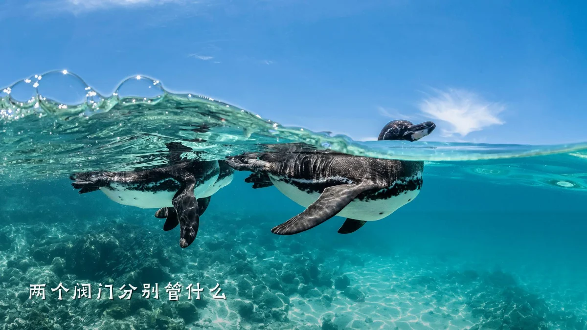 两个阀门分别管什么