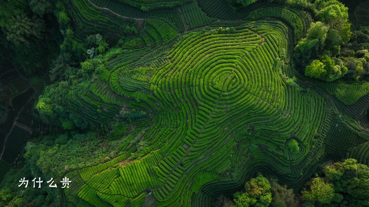 为什么贵